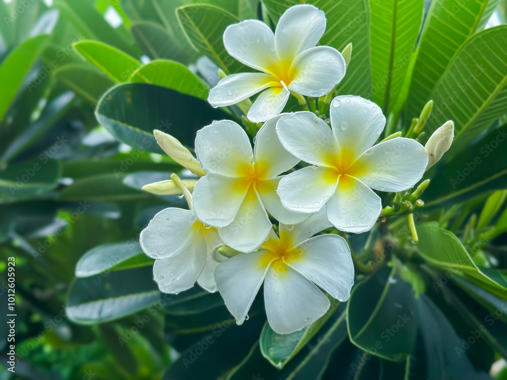 Flowers White frangipani with leaves. White and red plumeria.Plumeria and White plumeria plumeria tree.concept. Flowers White frangipani with leaves. White and red plumeria.Plumeria and White plumeria plumeria tree.concept.