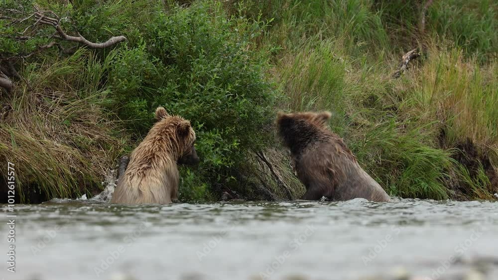 Bears fighting in Katmai, Alaska Bears fighting in Katmai, Alaska