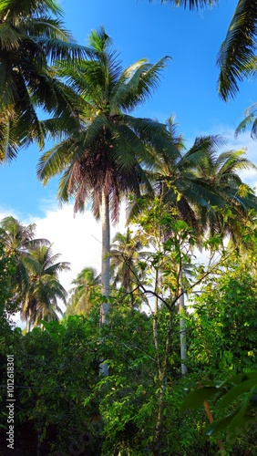 Wallpaper Mural Bottom view of Coconut trees with blue sky clouds in the garden at Mekong Delta Vietnam.  Torontodigital.ca
