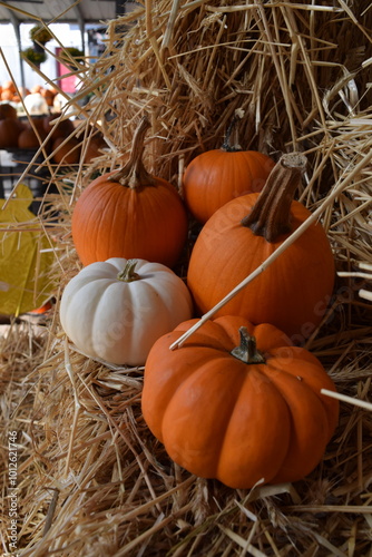 Pumpkins of Autumn