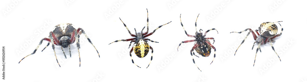 Fototapeta premium Gravid Female adult red femured spotted orbweaver spider - Neoscona domiciliorum - with bright white or yellow marking on the back of the abdomen and first segment of each leg is red. Four views