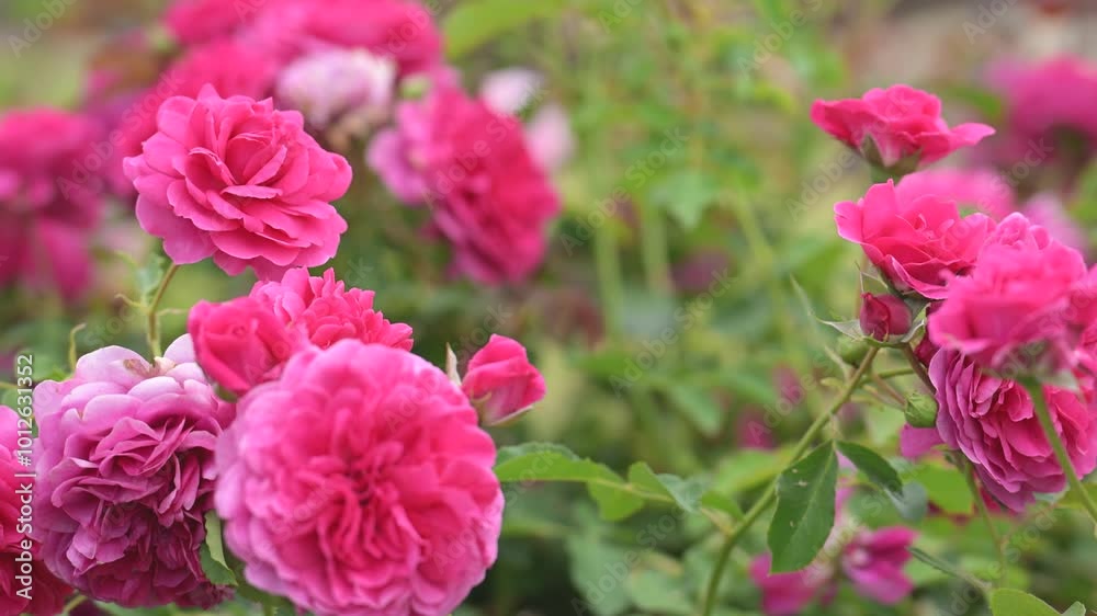 美しいバラ園のバラの花 美しいバラ園のバラの花