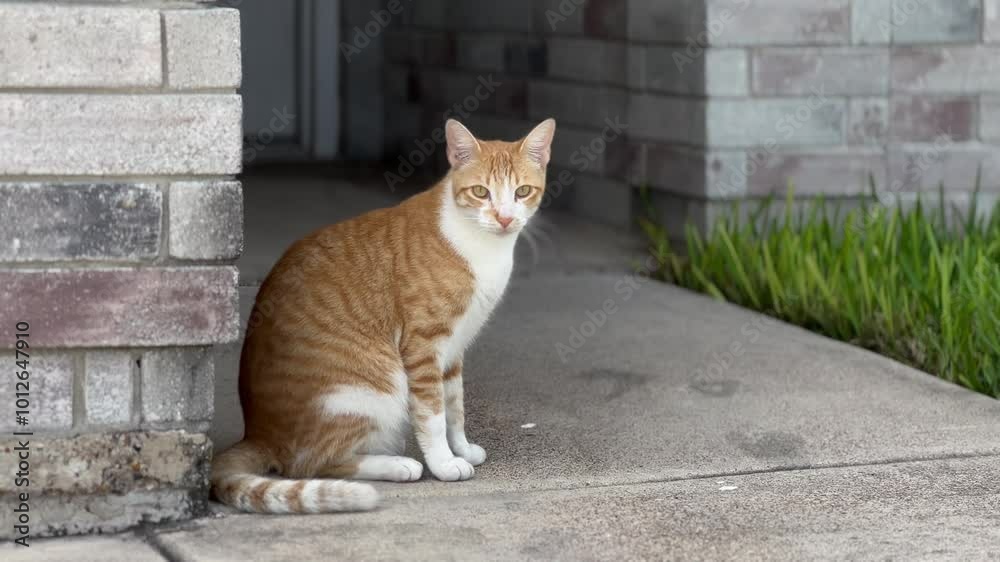 orange cat in the garden of a house looking carefully and waiting for the homeowners orange cat in the garden of a house looking carefully and waiting for the homeowners