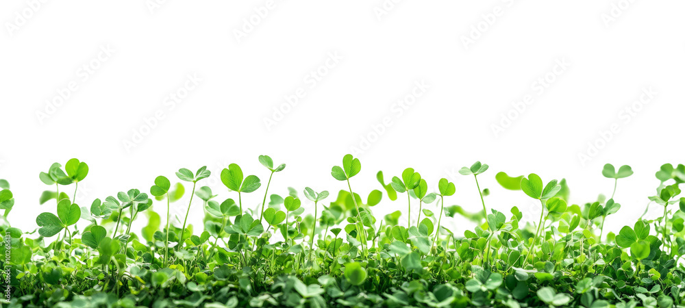Lush Green Clover Leaves on Transparent Background Lush Green Clover Leaves on Transparent Background