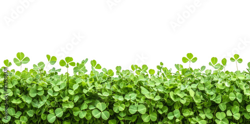 Green Clover Plants on a Transparent Background