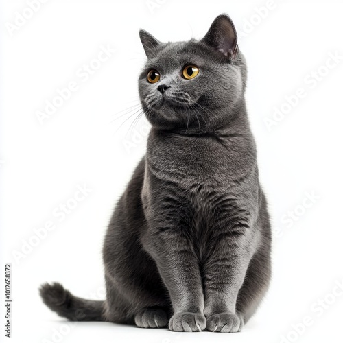 charming Minuet cat sits gracefully, displaying its round, plush body and small, short legs, all against a pristine white backdrop that highlights its features. photo