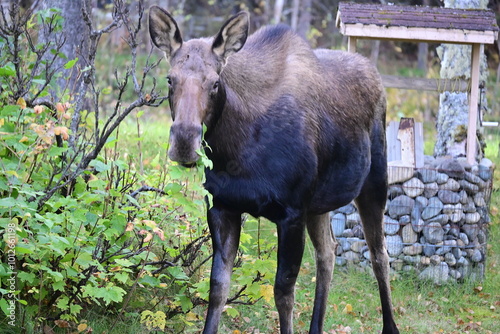 Schilderij op canvas Big Alaskan Moose Eating Leaves By Well