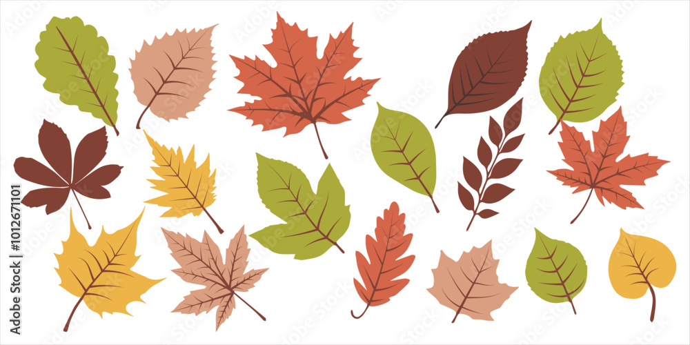 Autumn leaves set isolated on white. Vector illustration EPS 10 Autumn leaves set isolated on white. Vector illustration EPS 10