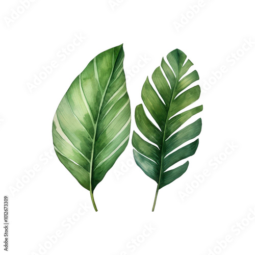 Two green leaves with a white background. The leaves are large and have a lot of detail. The leaves are painted with watercolors and have a natural. Generative AI