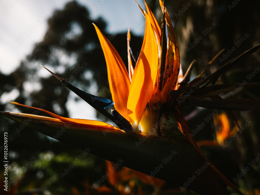 Obraz premium Strelitzia flower