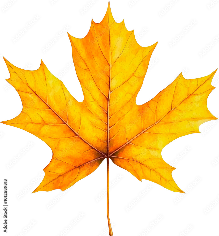 autumn maple leaf