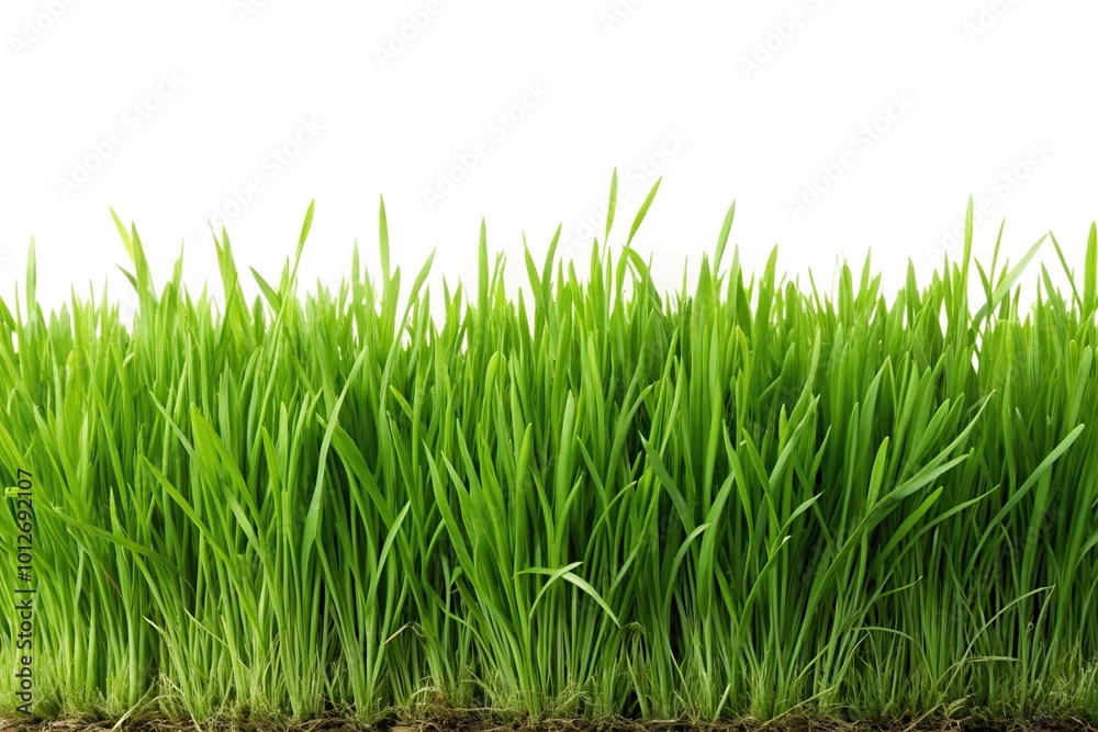 Fototapeta premium Forced perspective isolated green grass on white background