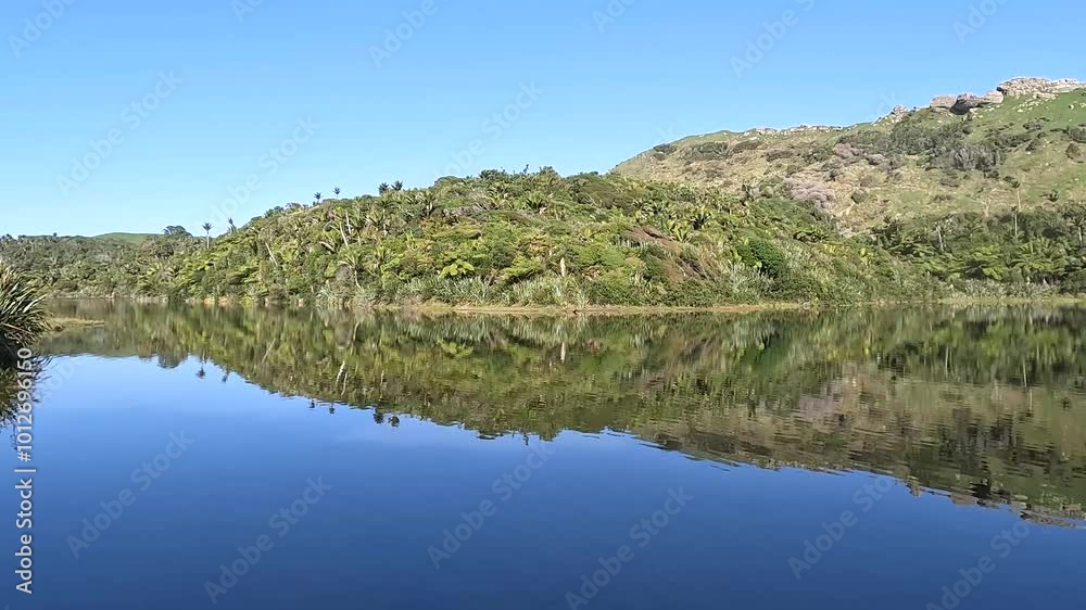 Lush Nikau Forest Reflection at Kaikoha Lakes in New Zealand's Tasman District: A Biodiverse Coastal Ecosystem Lush Nikau Forest Reflection at Kaikoha Lakes in New Zealand's Tasman District: A Biodiverse Coastal Ecosystem