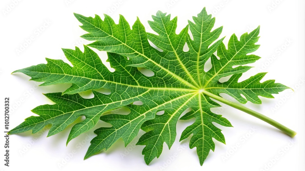 Forced perspective of green papaya leaf isolated on white background Forced perspective of green papaya leaf isolated on white background