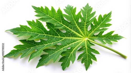 Forced perspective of green papaya leaf isolated on white background