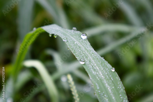 The morning dew on the grass shines beautifully.풀잎에 맺힌 아침이슬이 영롱하게 빛납니다.