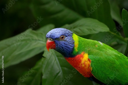 rainbow lorikeet parrot