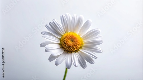 Forced perspective photography of daisy flower on white background