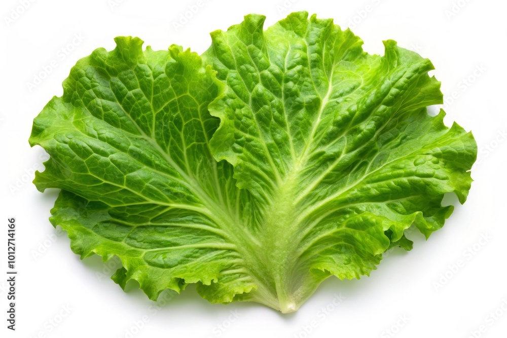 Vibrant green lettuce leaf isolated against a white backdrop, perfect for adding freshness to salads and enriching Vibrant green lettuce leaf isolated against a white backdrop, perfect for adding freshness to salads and enriching