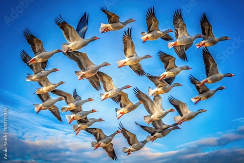 Grey geese soar gracefully in a heart-shaped formation against a vivid blue sky, showcasing nature's stunning display of wildlife and the beauty of avian choreography.