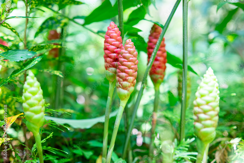 Red Flower. Lempuyang wangi or Zingiber zerumbet, is a type of spice that has medicinal properties. Many are found in Indonesia Red Flower. Lempuyang wangi or Zingiber zerumbet, is a type of spice that has medicinal properties. Many are found in Indonesia
