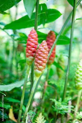 Red Flower. Lempuyang wangi or Zingiber zerumbet, is a type of spice that has medicinal properties. Many are found in Indonesia photo