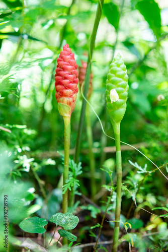 Red Flower. Lempuyang wangi or Zingiber zerumbet, is a type of spice that has medicinal properties. Many are found in Indonesia photo