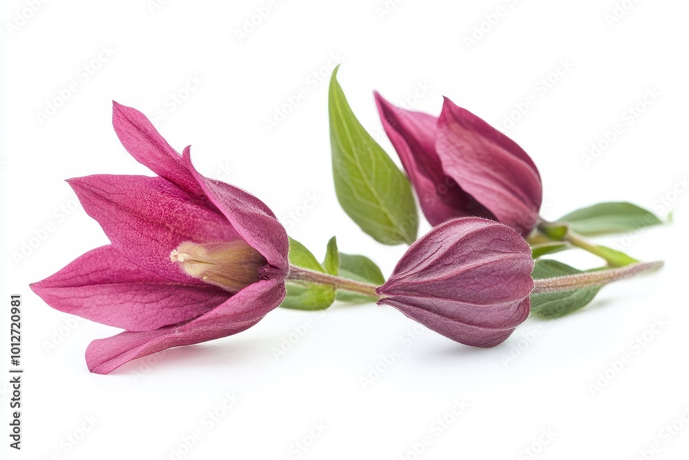 Monkshood flowers on white background