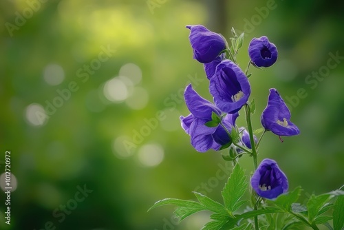 Monk s hood flower in a green forest with a blurred background photo