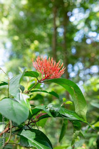 Ixora coccinea flower. Fresh red flowers in the garden