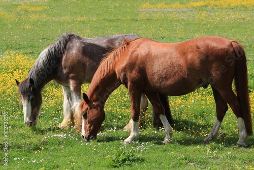 Horses, Graze, Pasture image.