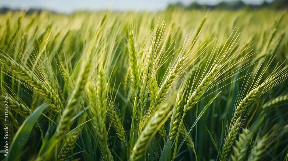 close up of green wheat field. plantations waiting for harvest, depth of field is low. close up of green wheat field. plantations waiting for harvest, depth of field is low.
