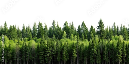 Forest landscape with trees against a white background