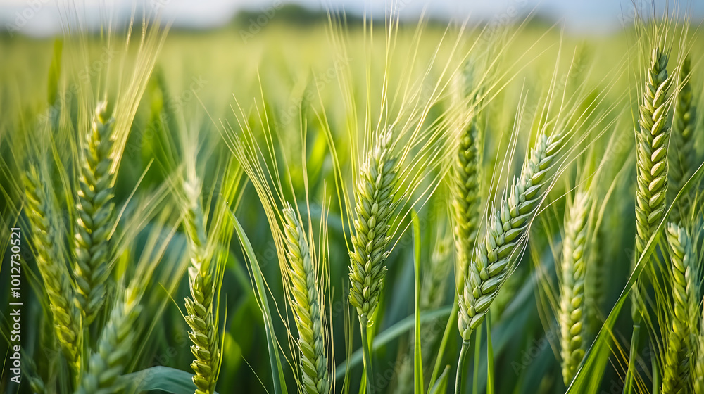 Fototapeta premium close up of green wheat field. plantations waiting for harvest, depth of field is low.