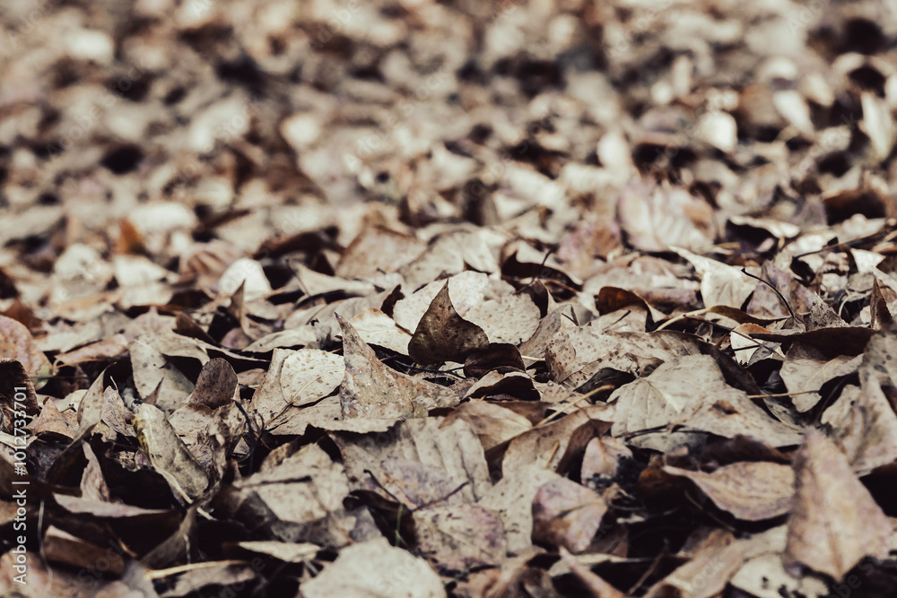 Fallen brown autumn leaves outdoors Fallen brown autumn leaves outdoors