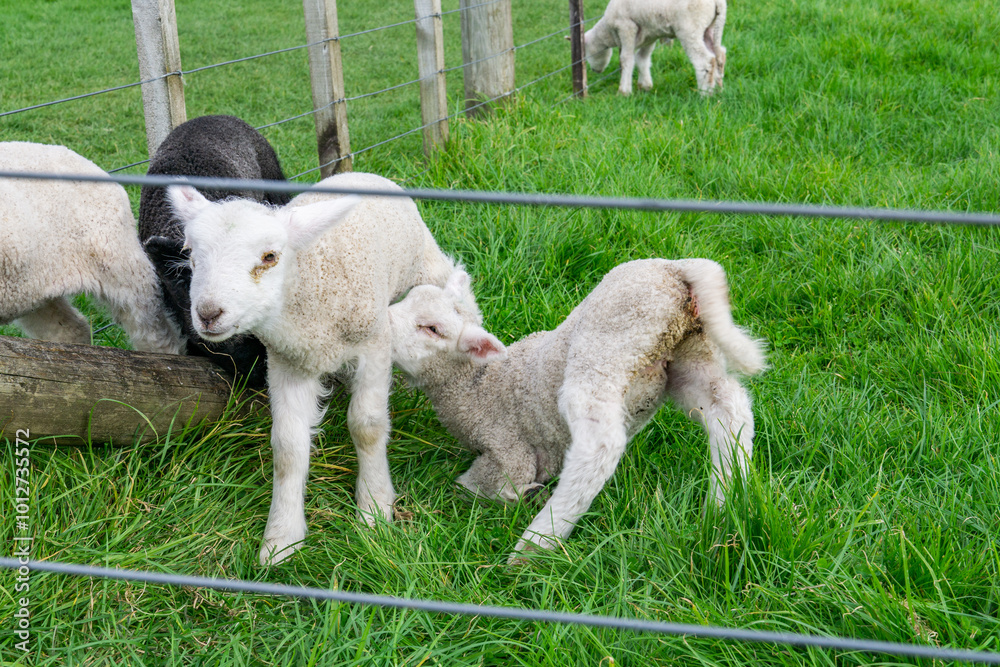 Obraz premium Lambs