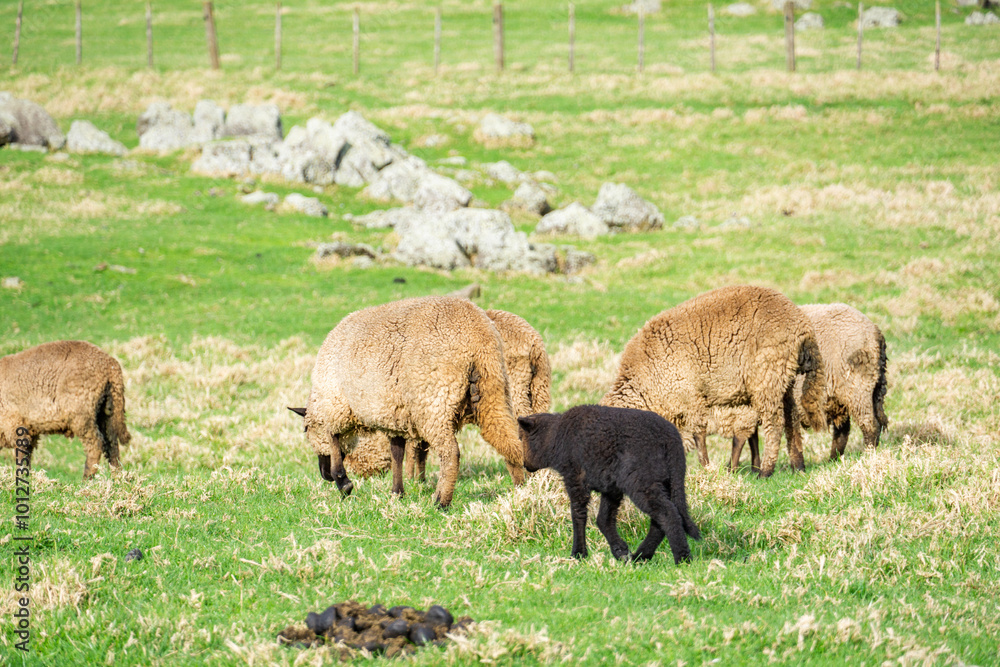 Fototapeta premium Lambs