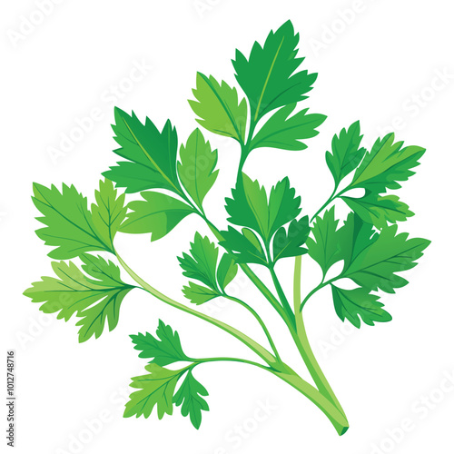 Fresh cilantro vector illustration isolated on a white background