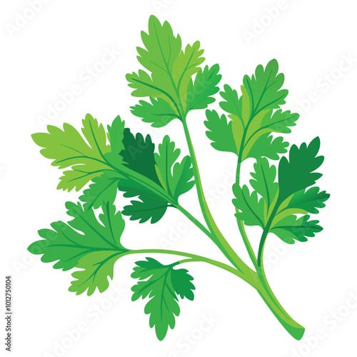 Fresh cilantro vector illustration isolated on a white background