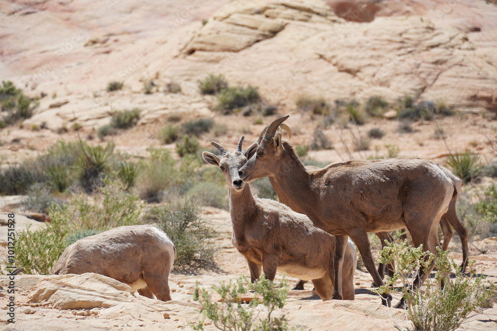Fototapeta premium Valley of Fire Bighorn