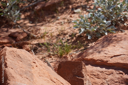 Photography Valley Of Fire Nevada
