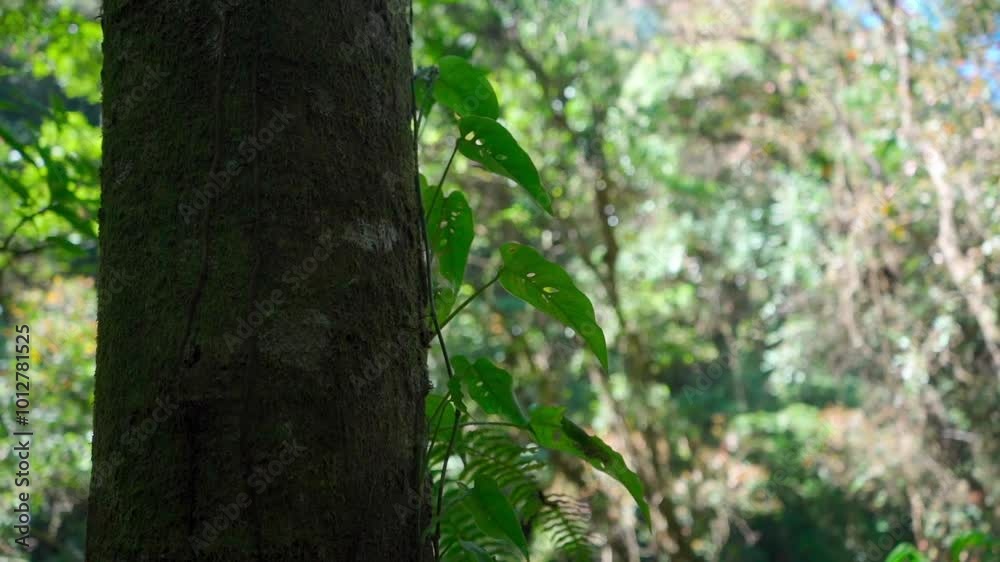 Close-up of a tree in the middle of the forest, highlighting the texture of its bark and the small plants growing around it Close-up of a tree in the middle of the forest, highlighting the texture of its bark and the small plants growing around it