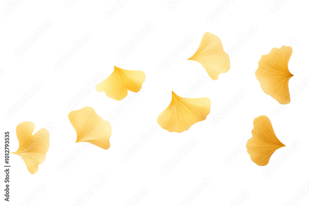 Levitation of leaves of the ginkgo biloba tree isolated on a transparent background. Levitation of leaves of the ginkgo biloba tree isolated on a transparent background.