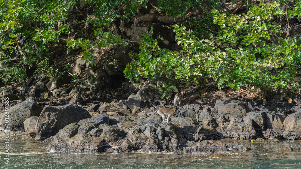 Tropical green vegetation grows on the rocky coast of the river. Monkeys walk on boulders by the water. Mauritius. Grand River South East Tropical green vegetation grows on the rocky coast of the river. Monkeys walk on boulders by the water. Mauritius. Grand River South East
