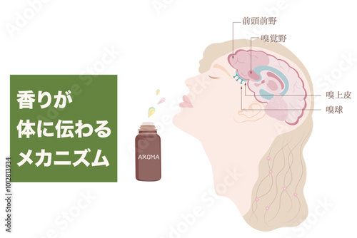 香りが体に伝わるメカニズム