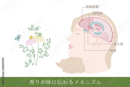 香りが体に伝わるメカニズム