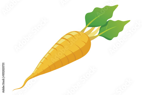 Rutabaga vector vector illustration