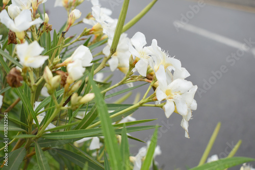 Nerium oleander in bloom, White siplicity bunch of flowers and green leaves on branches, Nerium Oleander shrub white flowers, ornamental shrub branches in daylight, bunch of flowers closeup photo