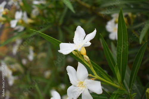 Nerium oleander in bloom, White siplicity bunch of flowers and green leaves on branches, Nerium Oleander shrub white flowers, ornamental shrub branches in daylight, bunch of flowers closeup photo