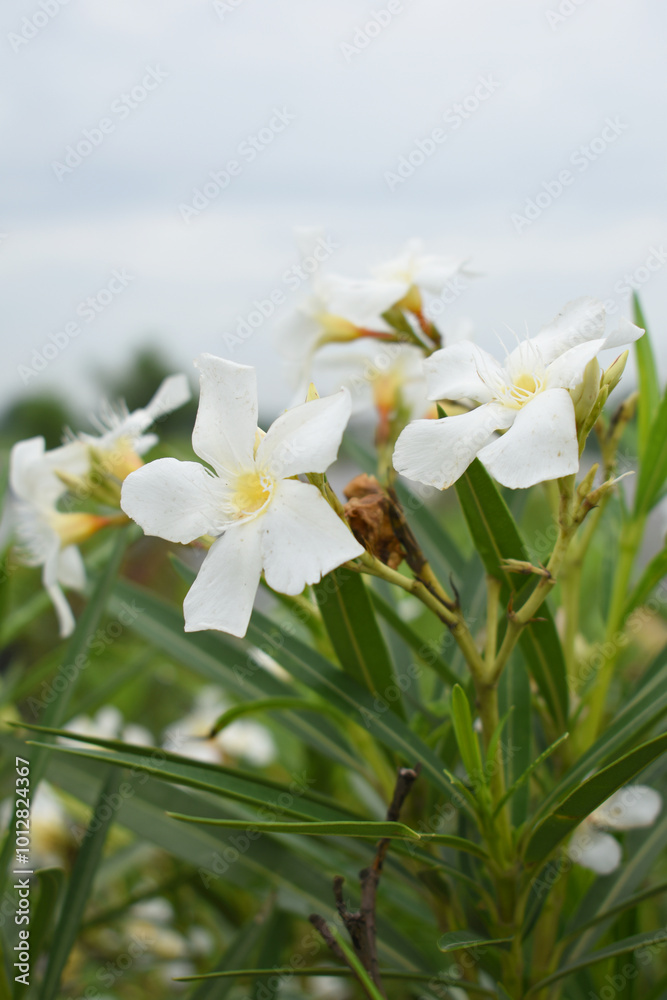 Nerium oleander in bloom, White siplicity bunch of flowers and green leaves on branches, Nerium Oleander shrub white flowers, ornamental shrub branches in daylight, bunch of flowers closeup Nerium oleander in bloom, White siplicity bunch of flowers and green leaves on branches, Nerium Oleander shrub white flowers, ornamental shrub branches in daylight, bunch of flowers closeup